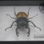 ด้วงกว่าง (Odontolabis mouhotii elegans) ในกรอบไม้สีดำ สำหรับตั้งโชว์ ขนาด 12.5x6x4 cm.