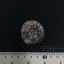ฟอสซิลเม่นทะเล SAND DOLLAR (Dendraster gibbsii) หายาก #DDG02