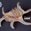 ขายเปลือกหอยจักรนารายณ์ Lambis chiragra สภาพสมบูรณ์ #LC006