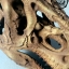 โมเดลจำลองฟอสซิลกระโหลก T-Rex (Tyrannosaurus Rex) ขนาด 1/12 เหมือนจริงมากมาก