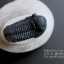 ฟอสซิล Trilobite Gerastos ainrasifus, Morroco #TLB009