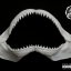ปากปลาฉลามสำหรับตั้งโชว์ ขนาด 10 นิ้ว (Carcharhinus plumbeus) SHJ003