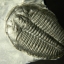 ฟอสซิล Trilobite ไทรโลไบท์ จากรัฐ Utah USA T2 #TLB003