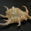 เปลือกหอยจักรนารายณ์ Lambis chiragra #LC009
