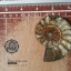 ฟอสซิลหอย Ammonite (Cleoniceras besairiei) ผ่าซีกเห็นเนื้อแร่ - จาก Madagascar #AM031