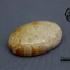 ฟอสซิลหินปะการังขัด Fossil Coral ใหญ่และหนา สำหรับห้อยคอ หรือ พวงกุญแจ คัดสวยพิเศษ #CRF013