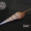 เปลือกหอยเจดีย์ Spindle Tibia (Tibia fusus) ขนาด 6 นิ้ว