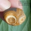 หินรูปทรงประหลาดจากทะเลทรายโกบี GOBI Eye Stone #GOBI001
