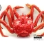 โมเดลปูอะลาสก้า Alaska Crab ตั้งโชว์สวย ขนาดใหญ่ 14 นิ้ว