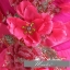 พร้อมเช่า ชุดแฟนซี ชุดราตรี เกาะอก สีชมพู Hot pink แต่งช่อดอกไม้ช่วงหน้าอก
