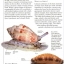 หนังสือคู่มือการสะสมเปลือกหอยของ Smithsonian Handbooks: Shells (หนังสือใหม่ มือ 1)