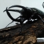 ด้วงกว่างตัวเต็มวัย Chalcosoma atlas (WD) ตัวป่าพม่าขนาด 85 mm.
