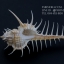 หอยสังข์หวี หอยสังข์หนาม (Murex pecten) ขนาด นิ้ว #MUREX006