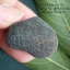 หินรูปทรงประหลาดจากทะเลทรายโกบี GOBI Filament Stone #GOBI002