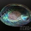 เปลือกหอยเป๋าฮื้อแท้ (Abalone) นิวซีแลนด์ ขัด สีปีกแมลงทับ #HA008