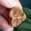 หินรูปทรงประหลาดจากทะเลทรายโกบี GOBI Fish Roe Stone #GOBI008