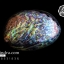 เปลือกหอยเป๋าฮื้อแท้ (Abalone) ขัด สีปีกแมลงทับ ขนาดใหญ่ คัดสวย