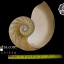 ขายเปลือกหอยงวงช้าง นอติลุสแบบผ่าซีก Nautilus Pompilus หอยหายาก