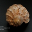 เปลือกหอยมะเฟือง #Harpa articularis ขนาด 3 นิ้ว