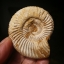 ฟอสซิลหอยแอมโมไนท์ (Perisphinctes virguloides) Fossil จากประเทศ Madagascar #AM038