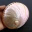 เปลือกหอยเป๋าฮื้อแท้ (Abalone) ขัด สีฃมพูเหลือบรุ้ง ขนาดใหญ่ 6 นิ้ว สำหรับตกแต่งและงานฝีมือ