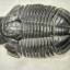 ฟอสซิล Trilobite จากรัฐ Utah USA #TLB001