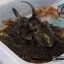 ขายตัวอ่อนหนอนด้วงกว่าง แอตลาส (Chalcosoma atlas) F1 ระยะ L1-L2 จัดส่งไปรษณีย์ทั่วไทยครับ