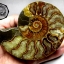 ฟอสซิลหอย Ammonite (Cleoniceras besairiei) ผ่าซีกเห็นเนื้อแร่ - จาก Madagascar #AM009