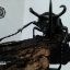 ด้วงกว่างตัวเต็มวัย Chalcosoma atlas (WD) ตัวป่าพม่าขนาด 85 mm.