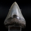 ฟันฉลามยักษ์เมกาโลดอน Megalodon 4.9" เกรด A ระดับโชว์ในพิพิธภัณฑ์ #MGT007