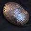 เปลือกหอยเป๋าฮื้อแท้ (Abalone) ขัด สีฃมพูเหลือบรุ้ง สำหรับตกแต่งและงานฝีมือ HAP001