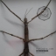 แมลง ตั๊กแตนกิ่งไม้ ( Tirachoidea westwoodi) ในกรอบไม้สีน้ำตาล สำหรับตั้งโชว์ ขนาด 8 x 12 นิ้ว