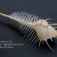 หอยสังข์หวี หอยสังข์หนาม (Murex pecten) ขนาด นิ้ว #MUREX005