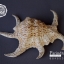 ขายเปลือกหอยจักรนารายณ์ Lambis chiragra สภาพสมบูรณ์ #LC001