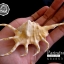 ขายเปลือกหอยจักรนารายณ์ LAMBIS CROCATA สภาพสมบูรณ์ #LC002 สำเนา