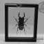 ด้วงกว่าง (Odontolabis mouhotii elegans) ในกรอบไม้สีดำ สำหรับตั้งโชว์ ขนาด 12.5x6x4 cm.