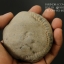 ฟอสซิล แอมโมไนต์ Ammonite Dactylioceras commune Whitby UK #AM039