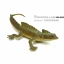 โมเดลกิ้งก่าบาซิลิสก์ Basilisk Lizard model