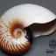 ขายเปลือกหอยงวงช้าง นอติลุส Nautilus Allonautilus scrobiculatus ขนาด 5.9 นิ้ว (หายากที่สุด)