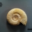 ฟอสซิลหอยแอมโมไนท์ (Perisphinctes virguloides) Fossil จากประเทศ Madagascar #AM013