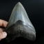 ฟันฉลามยักษ์เมกาโลดอน Megalodon 4.9" เกรด A ระดับโชว์ในพิพิธภัณฑ์ #MGT007