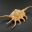 ขายเปลือกหอยจักรนารายณ์ LAMBIS CROCATA สภาพสมบูรณ์ #LC004