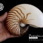ขายเปลือกหอยงวงช้าง นอติลุส Nautilus pompilus ขนาด 7 นิ้ว (หายาก)