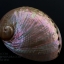 เปลือกหอยเป๋าฮื้อแท้ (Abalone) ขัด สีฃมพูเหลือบรุ้ง ขนาดใหญ่ 6 นิ้ว สำหรับตกแต่งและงานฝีมือ