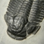 ฟอสซิล Trilobite จากรัฐ Utah USA #TLB001