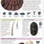 หนังสือคู่มือการสะสมเปลือกหอยของ Smithsonian Handbooks: Shells (หนังสือใหม่ มือ 1)