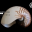ขายเปลือกหอยงวงช้าง นอติลุส Nautilus pompilus ขนาด 7 นิ้ว (หายาก)