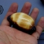 เปลือกหอยเบี้ยท้องดำ Mole Cowry (Talparia talpa) คละไซส์ ขนาดเฉลี่ยประมาณ 50 - 60 mm.