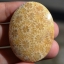 ฟอสซิลหินปะการังขัด Fossil Coral ใหญ่และหนา สำหรับห้อยคอ หรือ พวงกุญแจ คัดสวยพิเศษ #CRF025