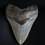 ฟันฉลามยักษ์เมกาโลดอน Megalodon 4.9" เกรด A ระดับโชว์ในพิพิธภัณฑ์ #MGT007